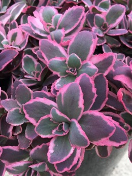 Image of Sedum Sunsparkler Dream Dazzler