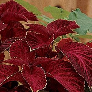 Image of Coleus Wizard Velvet Red