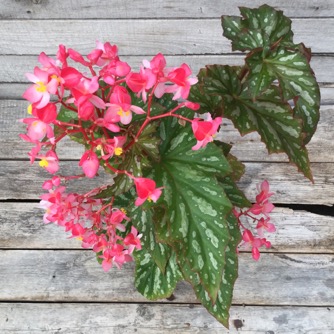 Image of Begonia ‘Paper Snowflakes’