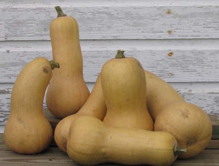 Image of Squash Winter, Butternut Waltham