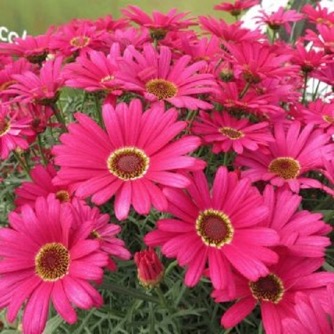 Image of Argyranthemum Grandaisy Dark Pink