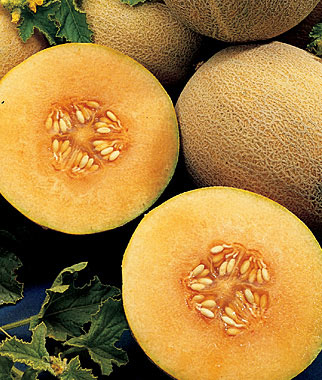 Image of Melon Cantaloupe, Ambrosia