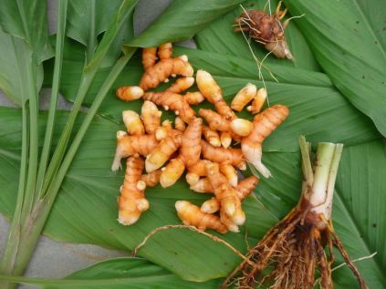 Image of Turmeric