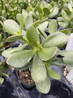 Image of Crassula ovata arborescens