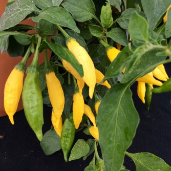 Image of Pepper Hot, Lemon Drop