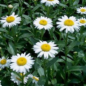 Image of Leucanthemum s. Becky