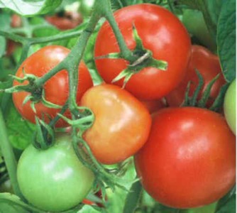 Image of Tomato Hybrid, Better Bush