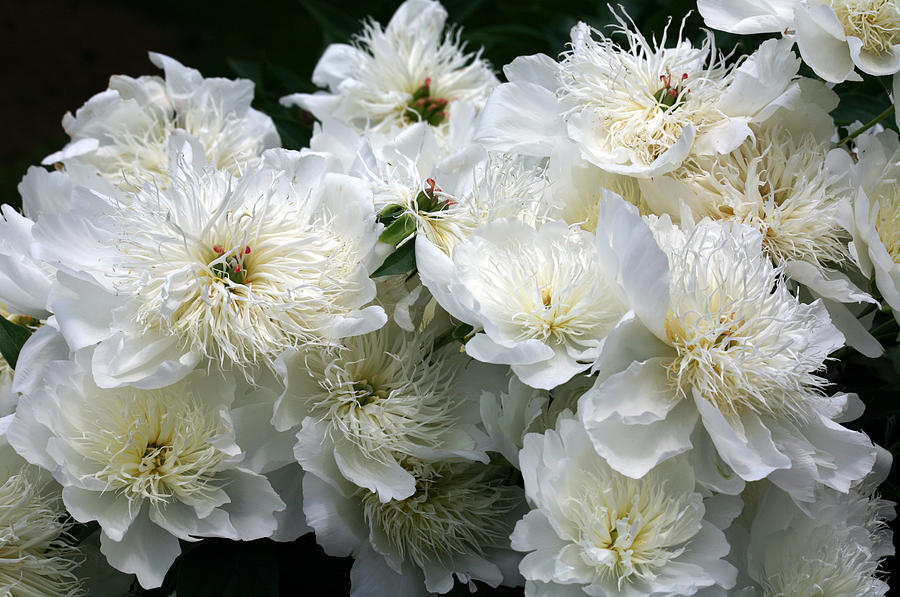 Peony Sword Dance Baker's Acres Greenhouse
