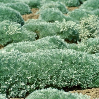 Image of Artemisia Silver Mound