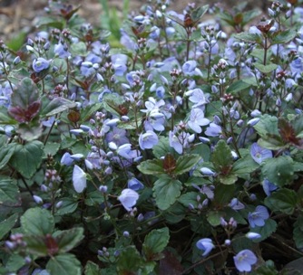 Image of Veronica Waterperry Blue