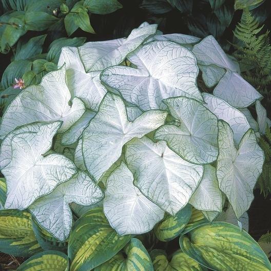 Image of Caladium Moonlight