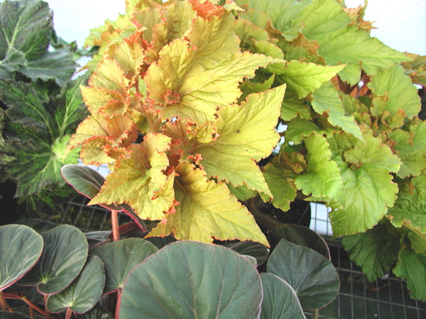 Image of Begonia ‘Reddington Shores’