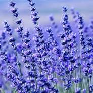 Image of Lavender Hidcote Blue