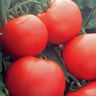 Image of Tomato Hybrid, Bush Champion II