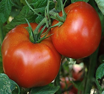 Image of Tomato Hybrid, Rutgers