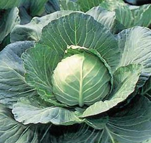 Image of Cabbage Early Flat Leaf Dutch