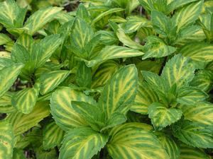 Image of Mint Ginger