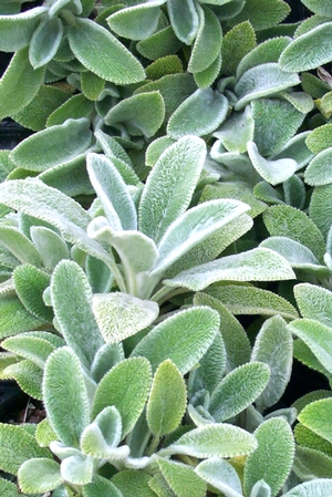 Image of Stachys b. Silver Carpet