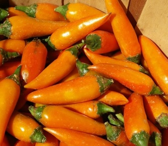 Image of Pepper Hot, Bulgarian Carrot Chile