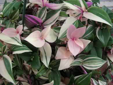 Image of Tradescantia Rainbow