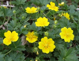 Image of Potentilla neumanniana Nana