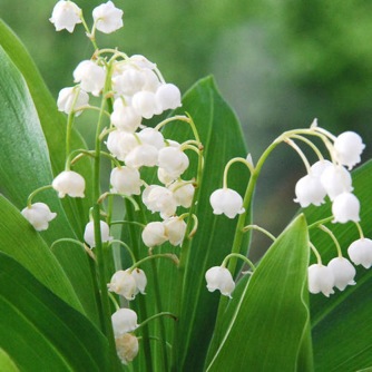 Image of Convallaria majalis (Lily of the Valley)