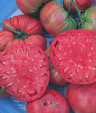 Image of Tomato Heirloom, Giant Belgian Pink