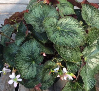 Image of Begonia ‘Old Blue’