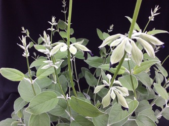 Image of Salvia discolor