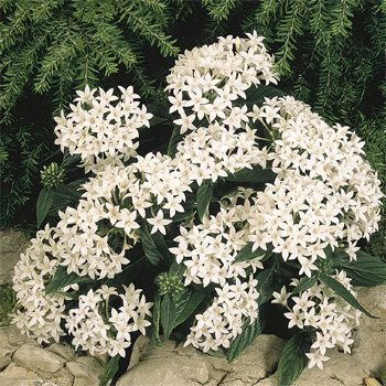 Image of Pentas Starcluster White