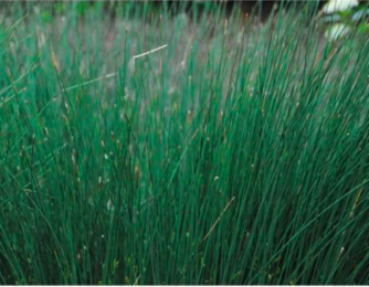 Image of Juncus inflexus Blue Arrows