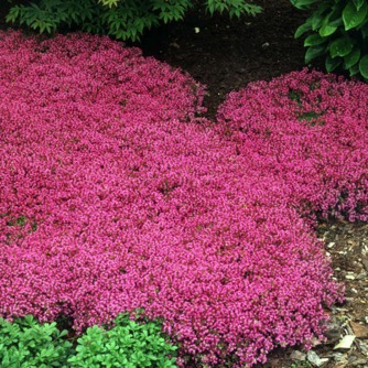 Image of Thymus p Coccineus