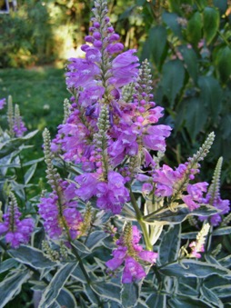 Image of Physostegia virginiana Variegata