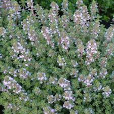 Image of Thyme Silver King Var. Lemon