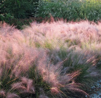 Image of Grass Muhlenbergia rev. Undaunted