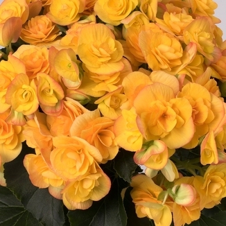 Image of Begonia h. Revita