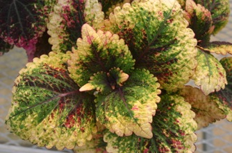 Image of Coleus Big Bob