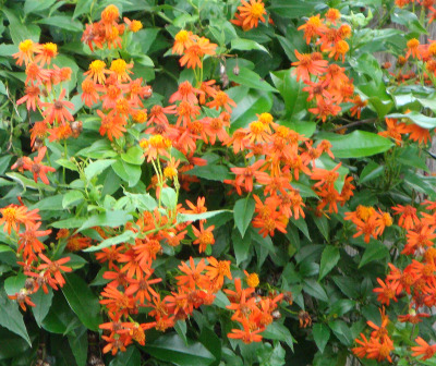 Image of Senecio confusus Mexican Flame