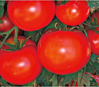 Image of Tomato Hybrid, Celebrity