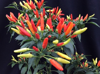 Image of Pepper Hot, Tabasco