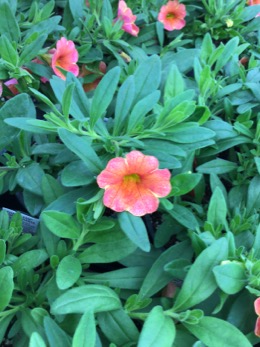 Image of Calibrachoa Chameleon Atomic Orange