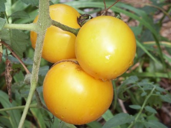 Image of Tomato Hybrid, Lemon Boy