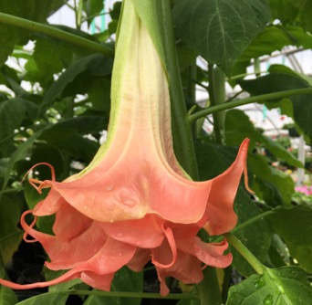 Image of Brugmansia Audray Lea