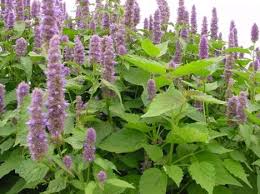 Image of Mint Spearmint