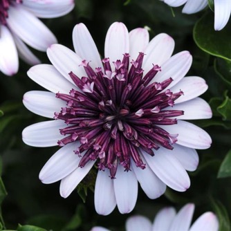 Image of Osteospermum 4D Berry White