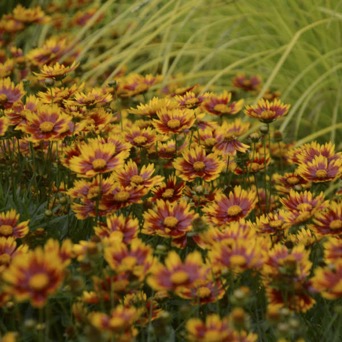 Image of Coreopsis Li’l Bang Daybreak