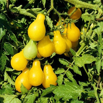 Image of Tomato Cherry, Yellow Pear