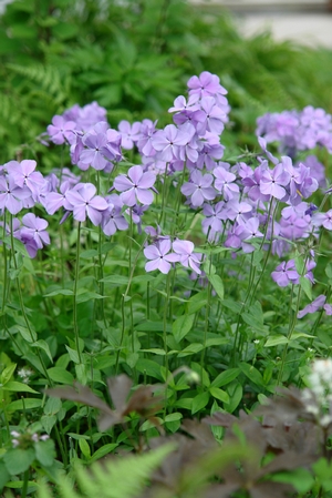 Image of Phlox divaricata Blue Moon