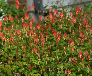 Image of Aquilegia canadensis