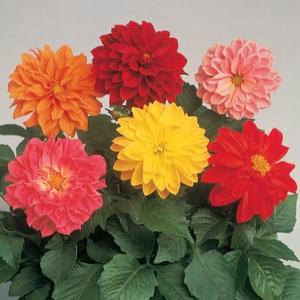 Image of Dahlia Figaro Mix